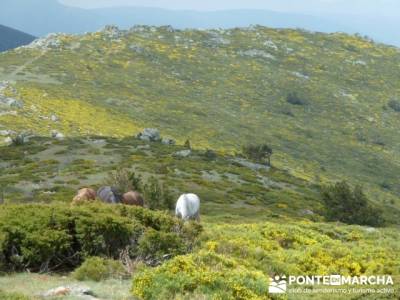 Senderismo Sierra de Guadarrama - Mujer Muerta; senderismo el escorial